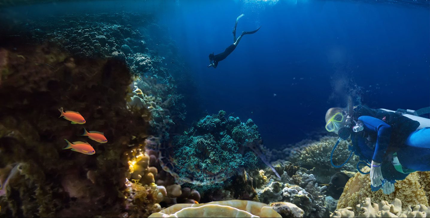Scuba divers exploring a vibrant coral reef